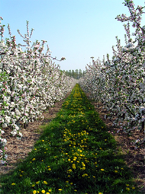 Het Hageland is een fruitstreek