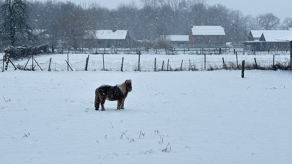 Sneeuwfoto 17 januari 2024